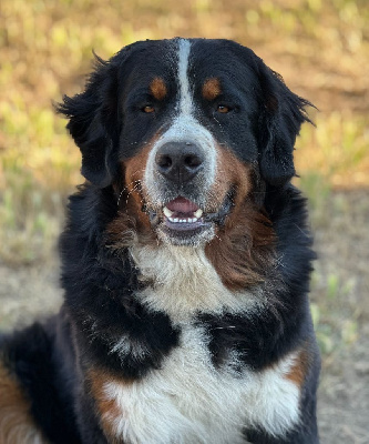 Étalon Bouvier Bernois - Vitalis toutankhamon Du bois de cissard