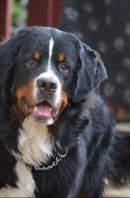 Étalon Bouvier Bernois - Verdi (wagner) Du Bois Des Crocs Blancs