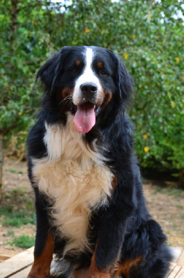 Étalon Bouvier Bernois - Udson Du Bois Des Crocs Blancs