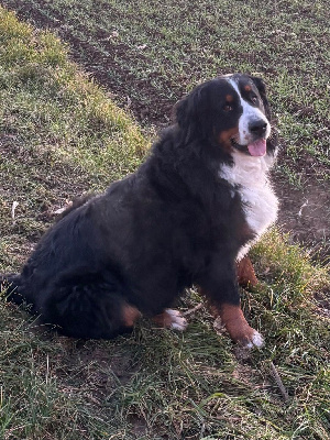 Étalon Bouvier Bernois - Only De La Ferme Du Kleinfeld