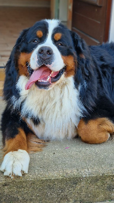 Étalon Bouvier Bernois - Urban legend de La Vallée Du P'tit R'eve