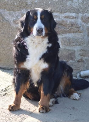 Étalon Bouvier Bernois - Pomme de pin D'Ainhoa