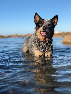 Étalon Bouvier australien - Ruby A L'Ouest Des Prés De L'Abby