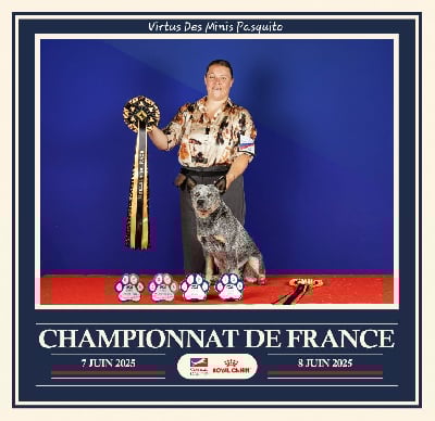 Étalon Bouvier australien - CH. Virtus Des Minis Pasquito