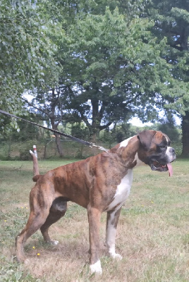 Étalon Boxer - Ubiwan Du Moulin d'Assit