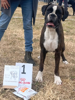 Étalon Boxer - Ulla-hoop Du Moulin d'Assit