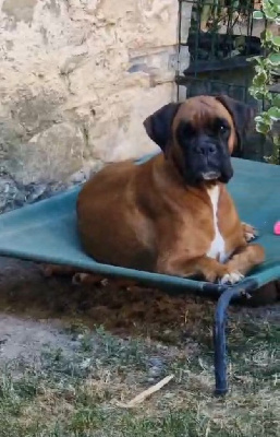 Étalon Boxer - Omnia ignis de Yu Box