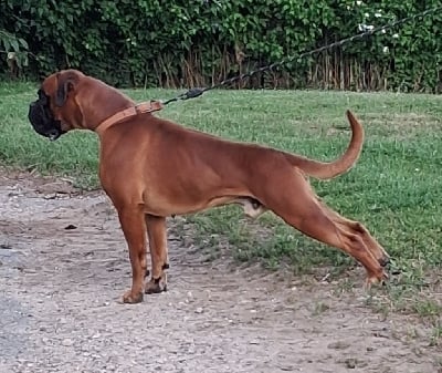 Étalon Boxer - Tiago du Domaine Bonne Fontaine