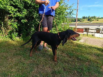Étalon Bruno du Jura type Bruno - Vasaloppet du près bois du blazon