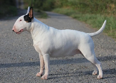 Étalon Bull Terrier - Trick or treat Voodoo doll