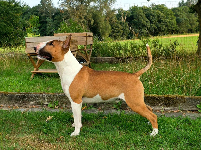 Étalon Bull Terrier - CH. Xtrem caraxes flame of The Mirror Of Freedom