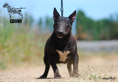 Étalon Bull Terrier Miniature - hell's line U my ebony