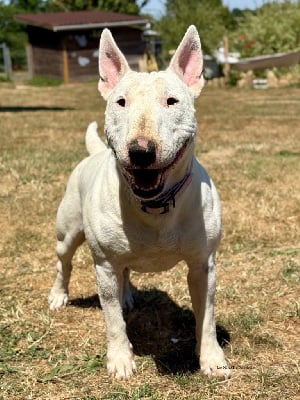 Étalon Bull Terrier Miniature - Tessa du Paradis Des Mini Bulls