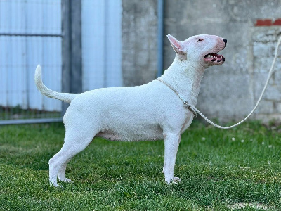 Étalon Bull Terrier - rasels bull Ruth
