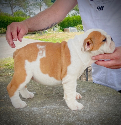 Étalon Bulldog Anglais - Krysbull Versace allegra