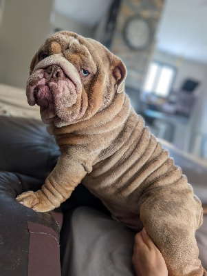 Étalon Bulldog Anglais - bandobulls Terrington iceman aka balou