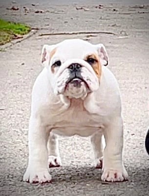 Étalon Bulldog Anglais - D'Or Wood Une intime conviction