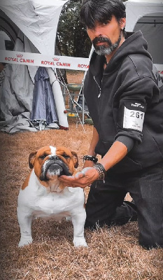 Étalon Bulldog Anglais - Udayann Des éclats De Cassiopée