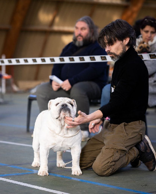 Étalon Bulldog Anglais - Star is born Des Jardins De Sorkal