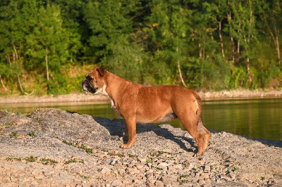 Étalon Bulldog continental - The reason Des Symphonies d'Arlequin