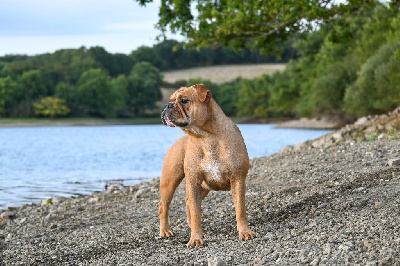 Étalon Bulldog continental - Vie de folie Des Symphonies d'Arlequin