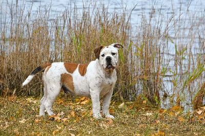 Étalon Bulldog continental - All of me Des Symphonies d'Arlequin