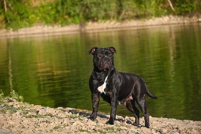 Étalon Bulldog continental - Through da storm Des Dieux De L'arène