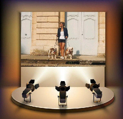 Étalon Bulldog continental - Pickwick Hamlet