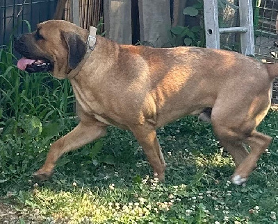Étalon Cane Corso - U?klaus Des Sentinelles De Reveden