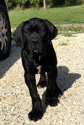 Étalon Cane Corso - Afa des Gardiens de Maelys