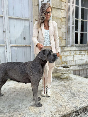 Étalon Cane Corso - Jch multi ch thémis des déesses du temple