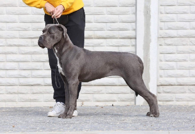 Étalon Cane Corso - Athena de bella corso