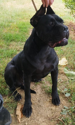 Étalon Cane Corso - Upsie Guardiani di divani