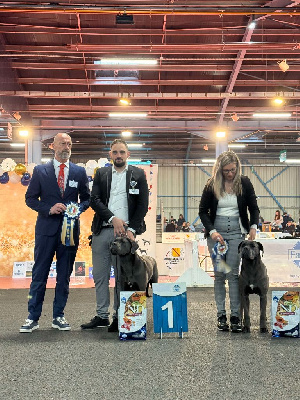 Étalon Cane Corso - Valma Des Diamants Du Colisée Jcm