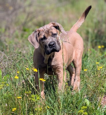 Étalon Cane Corso - Viva italia Des Légions D'Holga