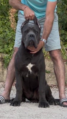 Étalon Cane Corso - Vicius Diamanti Neri Di Molly