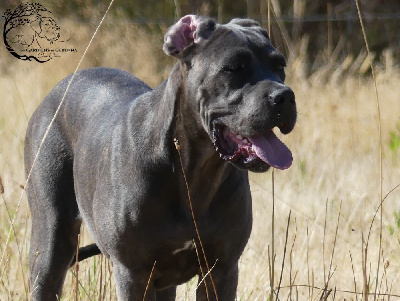 Étalon Cane Corso - Virana Des Gardiens De Cebenna