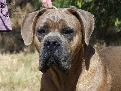 Étalon Cane Corso - Aïden some place else fci