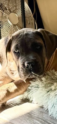 Étalon Cane Corso - Are you ready des gardiens d'Ecosse