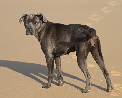 Étalon Cane Corso - Uguette (Sans Affixe)