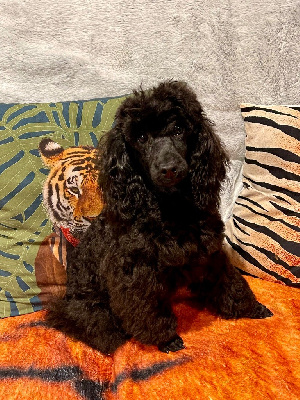 Étalon Caniche - Udine Du Domaine De La Vallée Heureuse