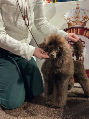 Étalon Caniche - Baltimore miss aleksandra