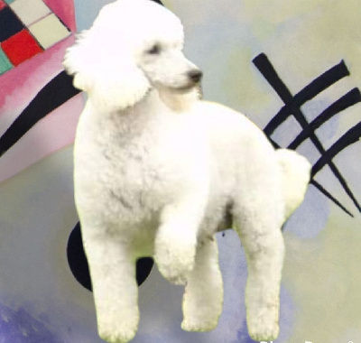 Étalon Caniche - Phelicie du Loup au Grand Coeur