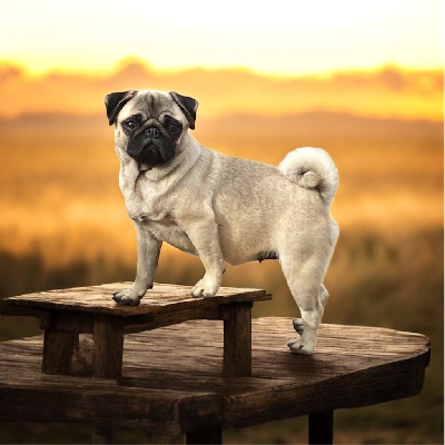 Étalon Carlin - Simone Of Bully's Leine