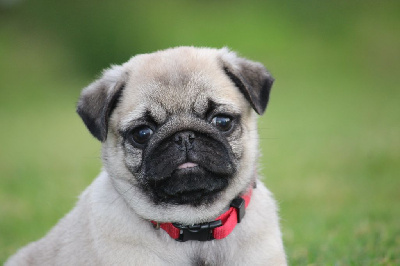 Étalon Carlin - Appy des Terres de Calan