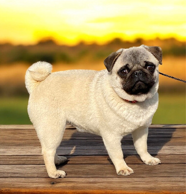 Étalon Carlin - Toscane Of Bully's Leine