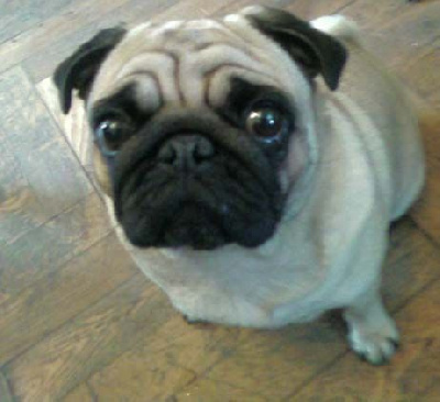 Étalon Carlin - Ulilopop bellerophon