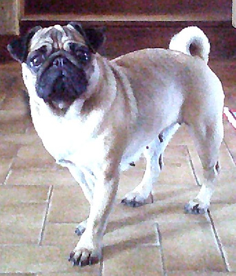 Étalon Carlin - Timmie tempete solaire Des Terres De Miss Blue