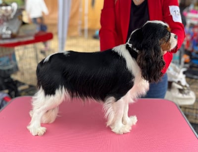 Étalon Cavalier King Charles Spaniel - Velvet blue des Jardins de Bagatelle