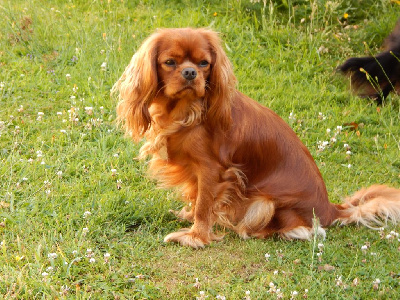 Étalon Cavalier King Charles Spaniel - Uh'lotte De la geode